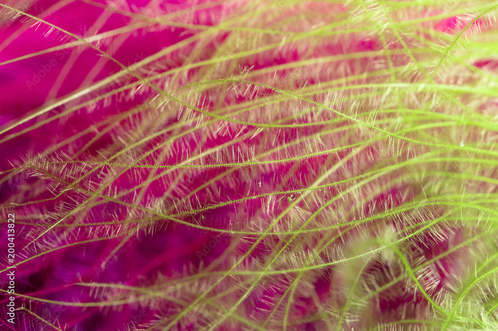 Fototapeta premium Green and pink feathers as a background
