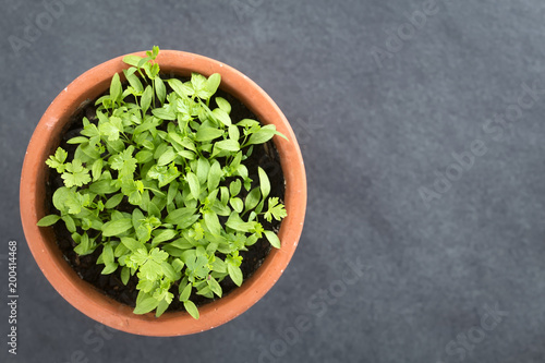 Many small parsley seedlings in pot, photographed overhead on slate (Selective Focus, Focus on the tallest leaves)