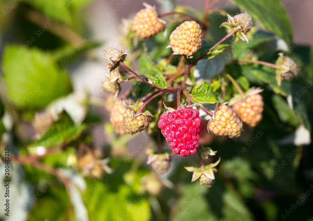 Ripe raspberries on a bush in the garden Ripe raspberries on a bush in the garden