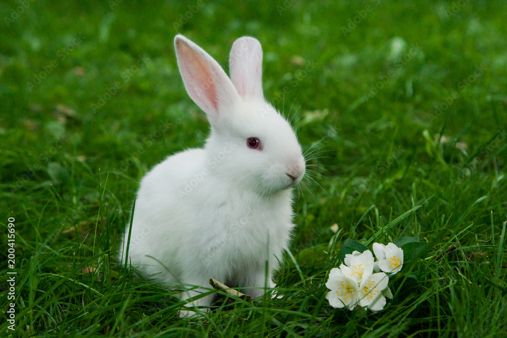 Little white bunny sitting in green grass with jasmine flower Little white bunny sitting in green grass with jasmine flower