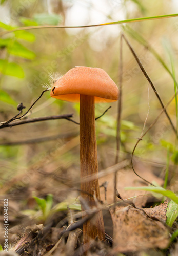 Inedible fungus grows in the woods outdoors © schankz