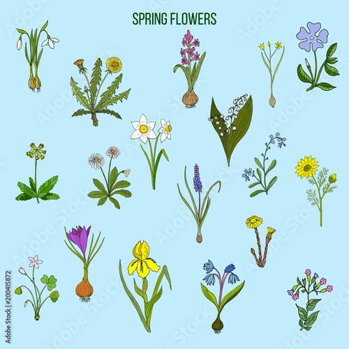 Spring flowers set