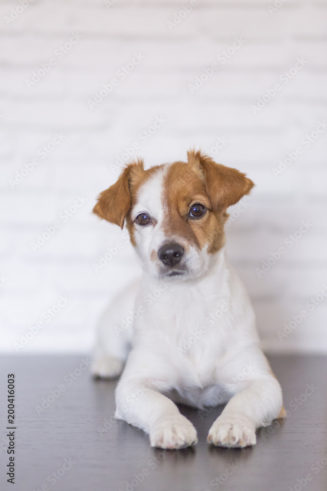 portrait of a beautiful small dog lying on the floor and looking at the camera. White bricks background. Cute dog. Pets indoors. LIfestyle