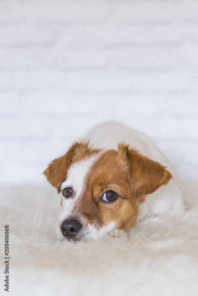 portrait of a beautiful small dog lying on the floor and looking at the camera. White bricks background. Cute dog. Pets indoors. LIfestyle