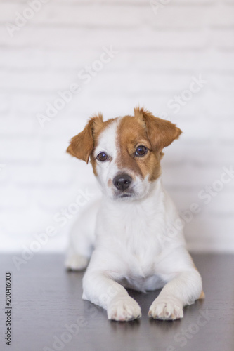portrait of a beautiful small dog lying on the floor and looking at the camera. White bricks background. Cute dog. Pets indoors. LIfestyle © Eva