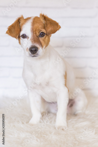 portrait of a beautiful small dog sitting on a white blanket and looking at the camera. White bricks background. Cute dog. Pets indoors. LIfestyle