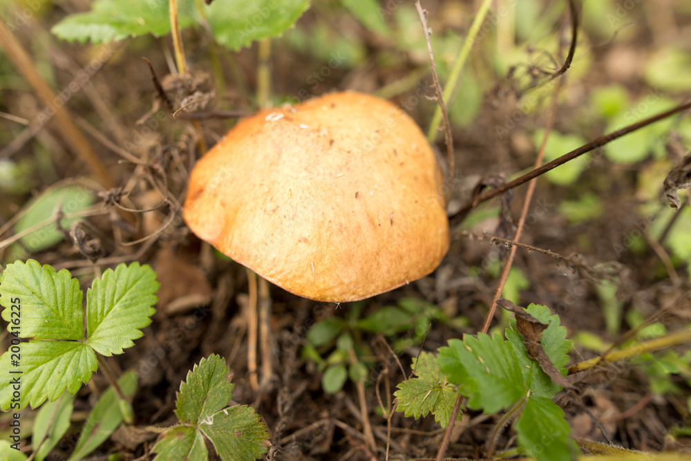 Edible fungus grows in the woods
