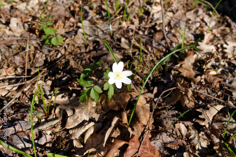 Spring flowers in fresh forest, good for meditation and mind cleaning Spring flowers in fresh forest, good for meditation and mind cleaning