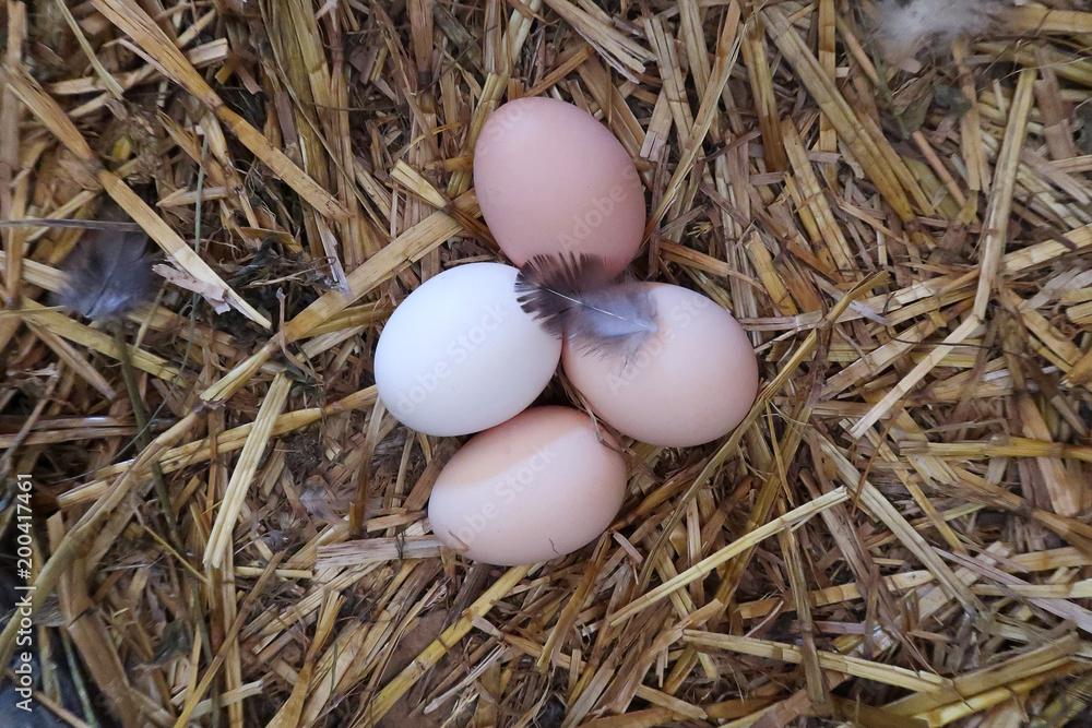 Top view of chicken eggs in straw nest
