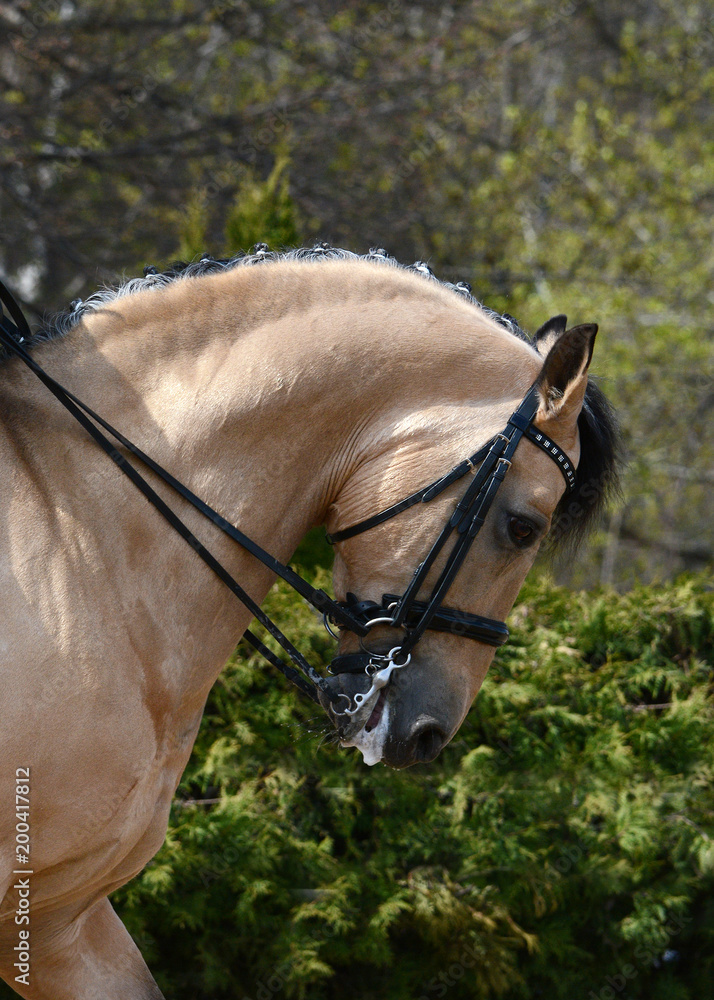 Portrait of a buckskin sport horse dressage.