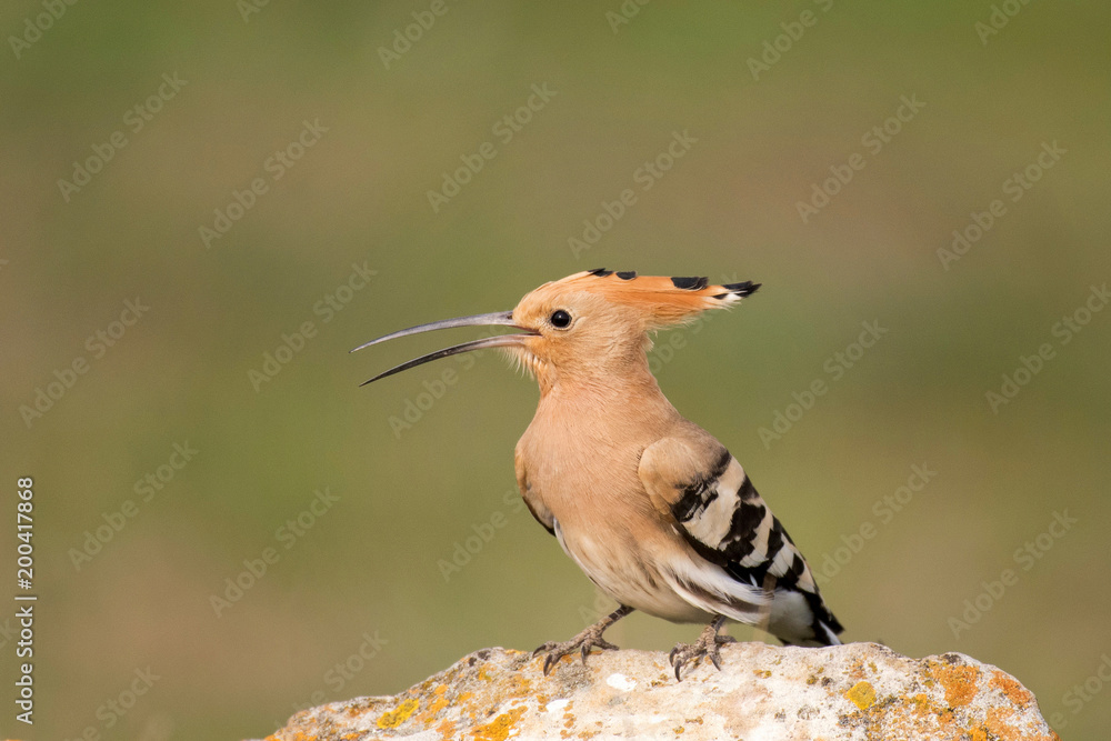 The hoopoe (Upupa epops) stands on rock The hoopoe (Upupa epops) stands on rock