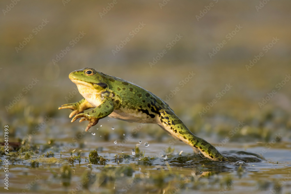 Obraz premium Green frog jump on a beautiful light