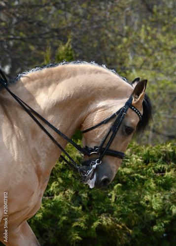 Obraz na płótnie Portrait of a buckskin sport horse dressage. w salonie
