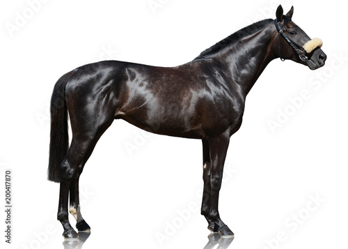 Obraz na płótnie The powerfull dark bay thoroughbred stallion standing isolated on white background. side view w salonie