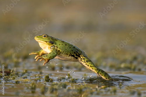 Green frog jump on a beautiful light