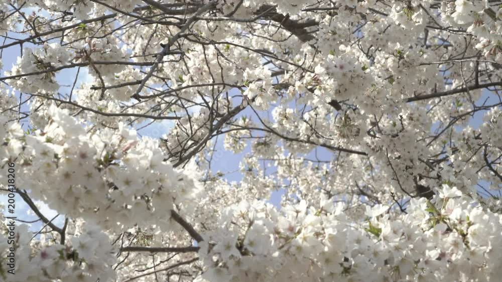 Cherry Blossoms