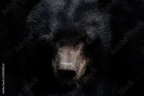 Obraz na plátně Head of bear