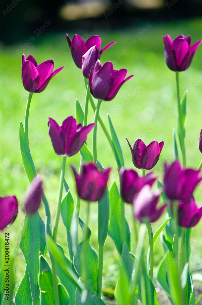Obraz premium Field of purple tulips