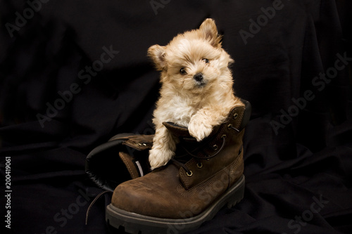 Puppy in Boot photo