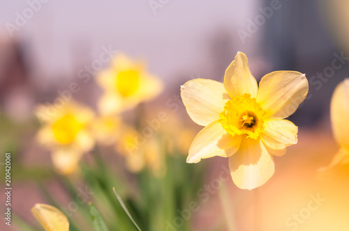 Bright yellow daffodils flowers on sunlit spring meadow, beautiful yellow flowers, flowers close-up