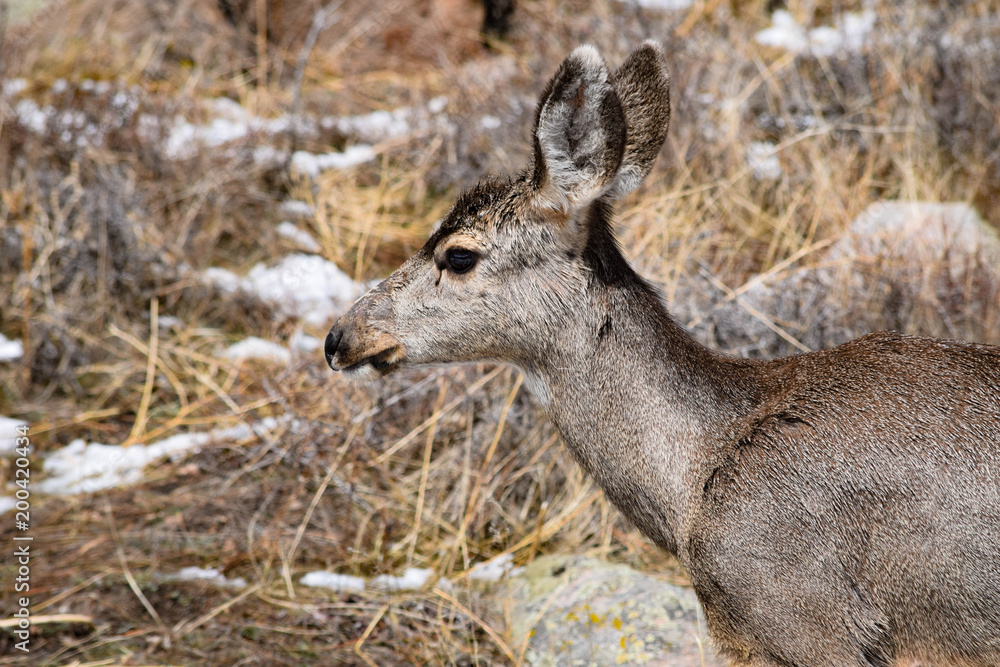 Obraz premium National Park Deer