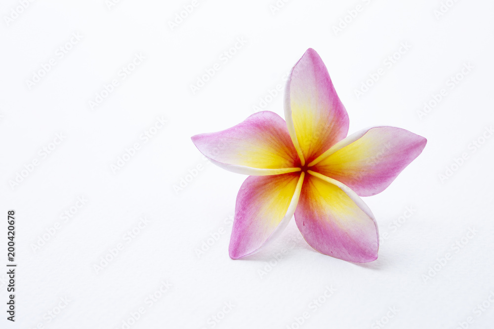 Beautiful fresh colorful Plumeria flower with space on white paper texture background Beautiful fresh colorful Plumeria flower with space on white paper texture background