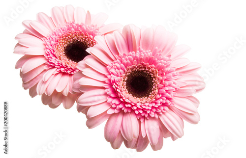 flower pink gerbera isolated