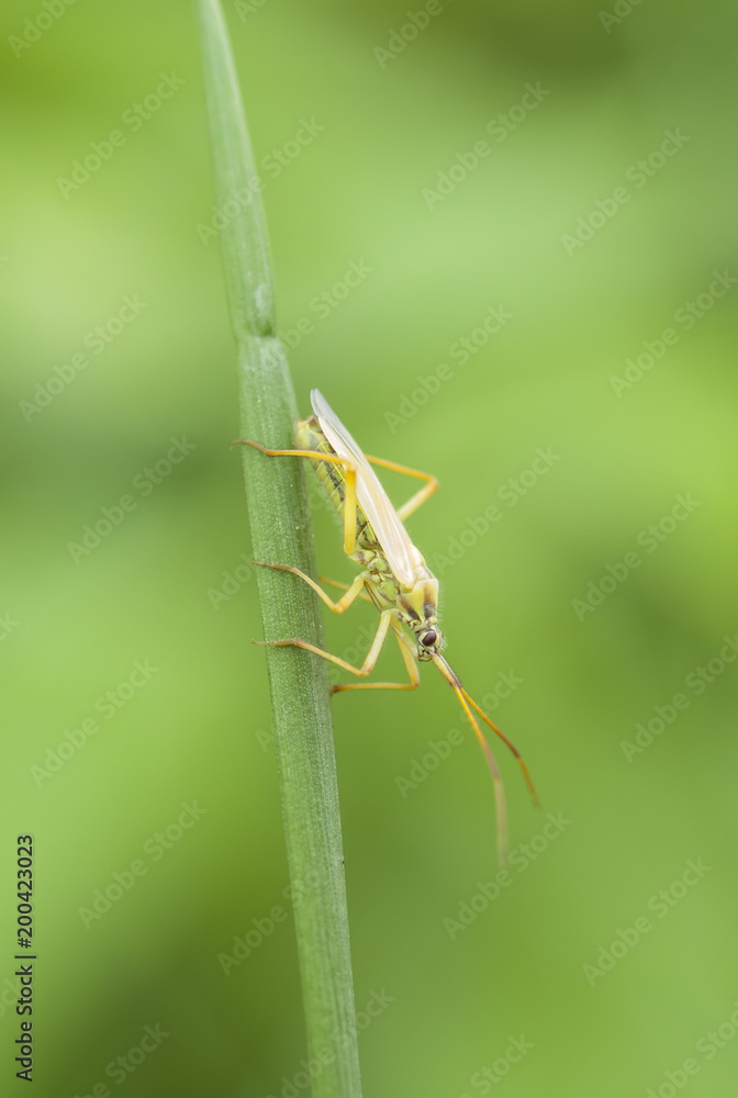Life in the grass Life in the grass