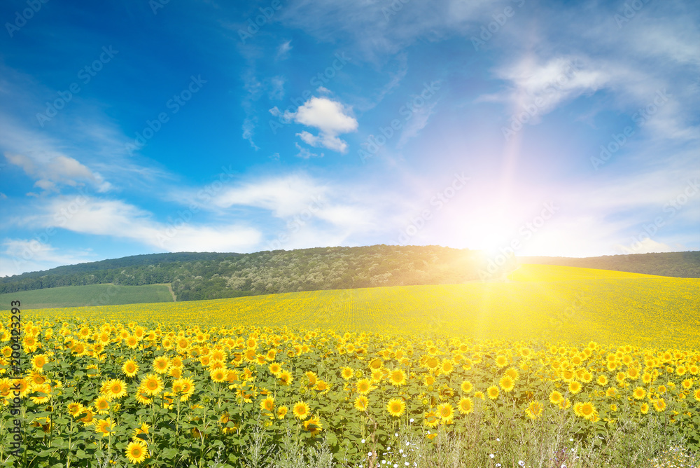Obraz premium Bright sun above sunflower field.
