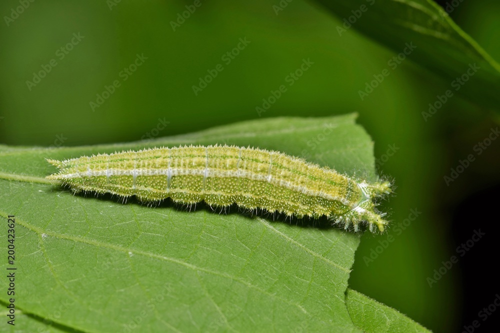 A green Tawny Emperor caterpillar (Asterocampa clyton) feeding on a leaf, showing interesting rough textures. A green Tawny Emperor caterpillar (Asterocampa clyton) feeding on a leaf, showing interesting rough textures.