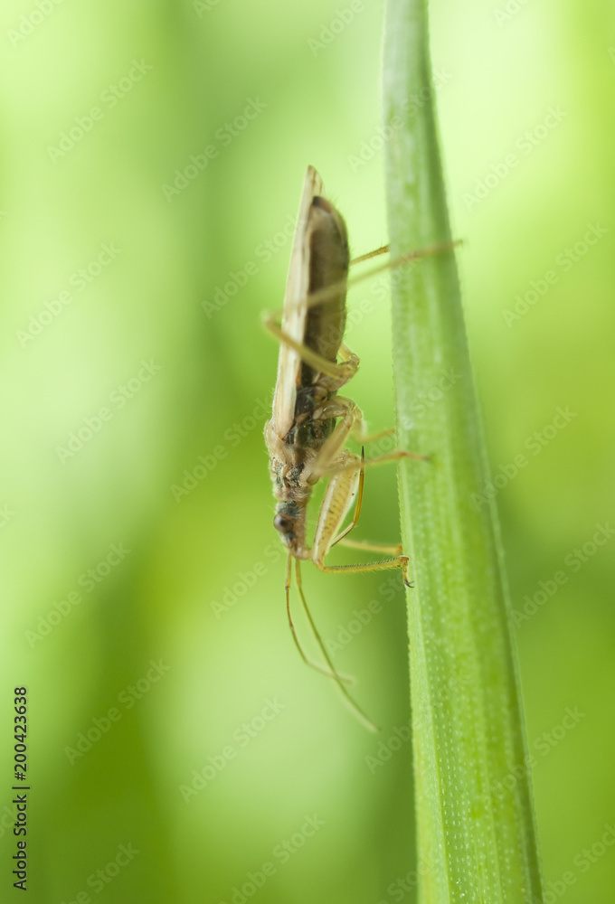 Life in the grass Life in the grass
