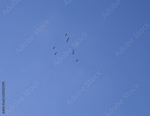 Wild geese migrate in early spring. The flight of birds in the sky