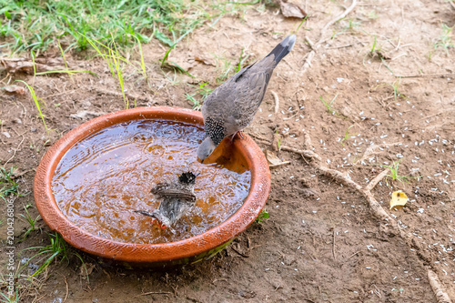 A red-whiskered bulbul and spotted dove are sharing a clay bowl full of water.
