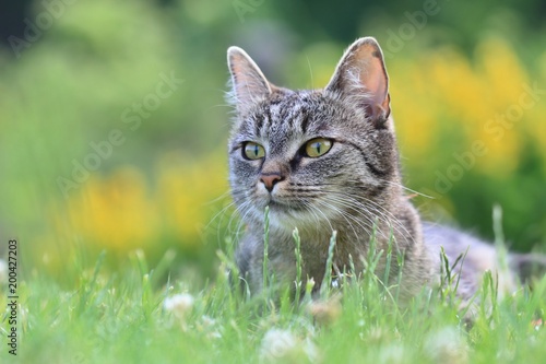 Tabby cat lying in the grass with blooming background. Felis silvestris.