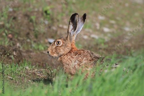 European brown hare sitting on the ground  (Lepus europaeus) 