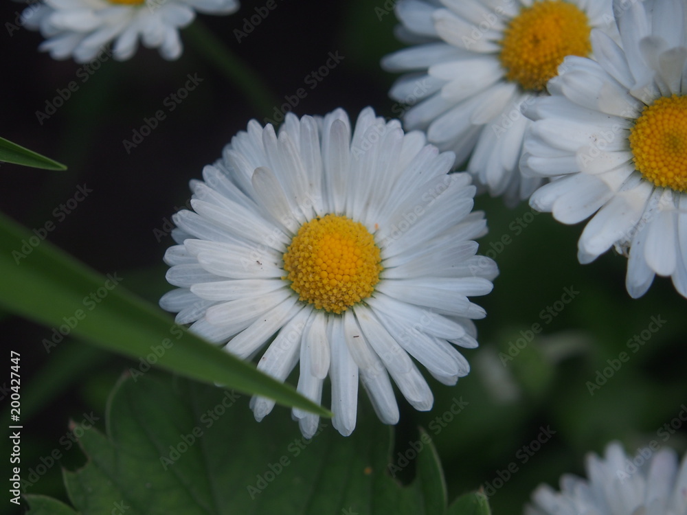 Obraz premium Blossoms of chamomile. White petal. Yellow pistil and stamens.