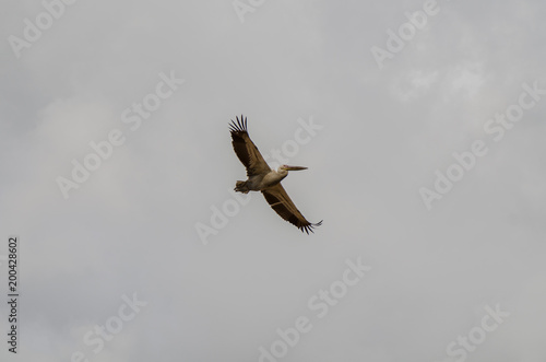 Pelican