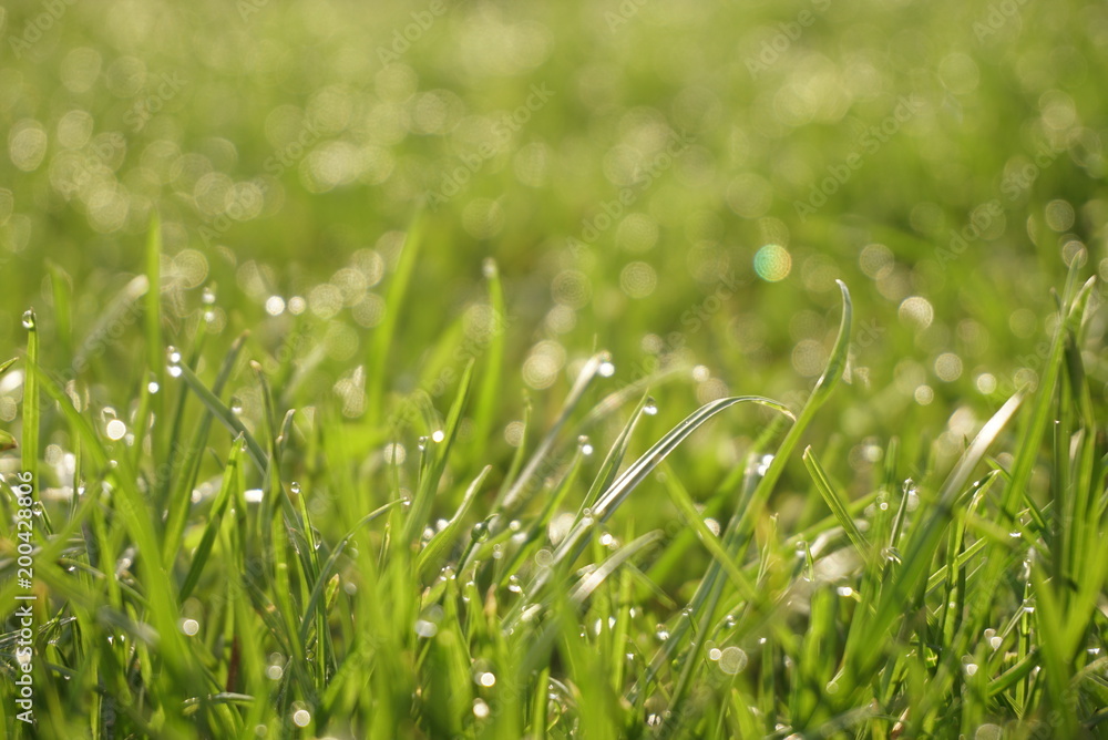 Fresh green grass with dew drops closeup. Fresh green grass with dew drops closeup.