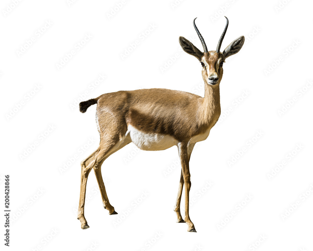 Gazel-Dorcas - wild animal isolated on white background Gazel-Dorcas - wild animal isolated on white background