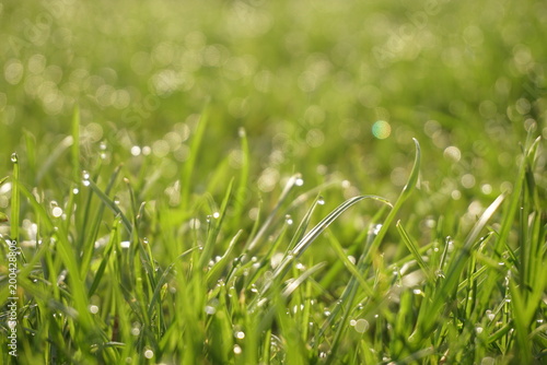 Fresh green grass with dew drops closeup. 