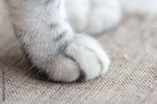 Little cat's paw. lovely soft fur.