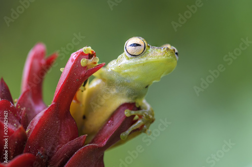 Red-webbed Tree Frog - Hypsiboas rufitelus, beautiful green frog from Central America forests, Costa Rica. photo