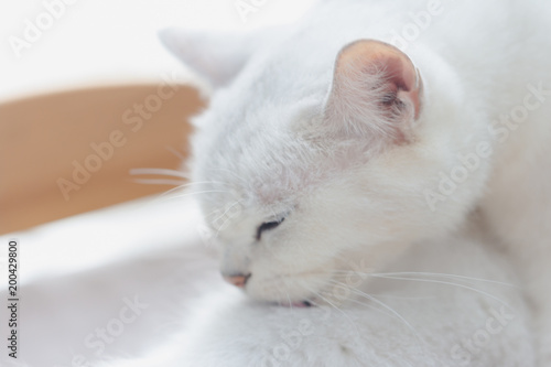 white cat lay down.Cute animal. © sompop