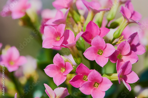 macro of pink kalanchoe blossfeldiana © Claudia Nass