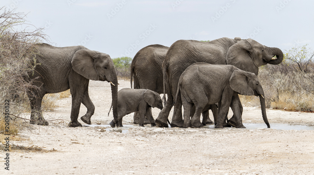 Elephant family in the mud drinking and bathing after the first rains in Etosha National Park in Namibia