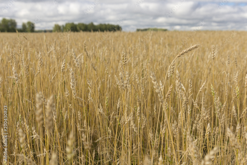 Yellow grain ready for harvest growing in a farm field Yellow grain ready for harvest growing in a farm field