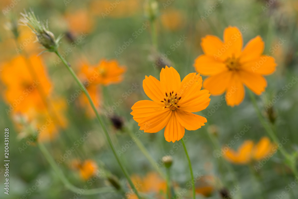 Orange Mexican Aster beautiful with soft light. Flower with bokeh background. Orange Mexican Aster beautiful with soft light. Flower with bokeh background.