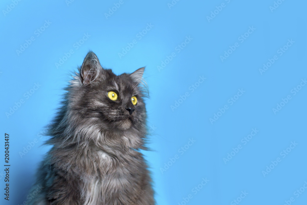 fluffy cat with yellow eyes on blue background