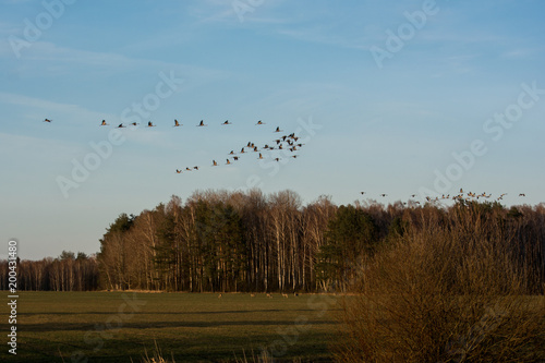 Fototapeta Naklejka Na Ścianę i Meble -  żurawie i sarny na łące
