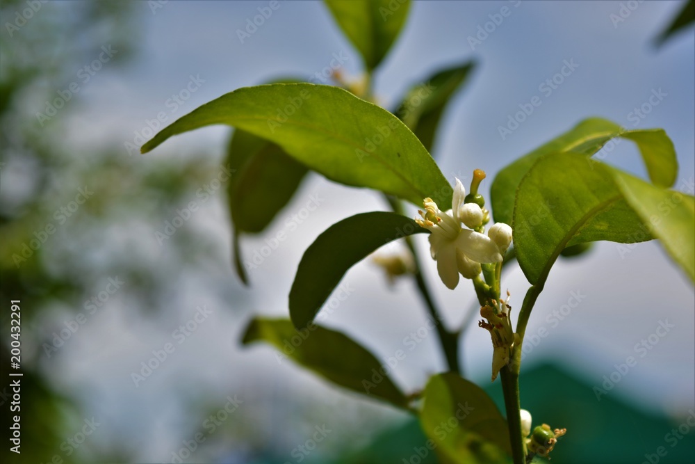 Fototapeta premium Jaffa orange blossom